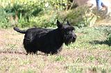 SCOTTISH TERRIER 206